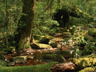 обои Летний ручей в дебрях леса,   у могучего дерева фото