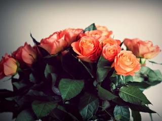 обои Букет оранжевых роз фото