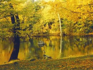 обои Осень и журавль на пруду фото