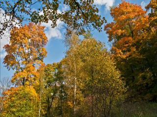 обои Осень на пригорке, у леса фото