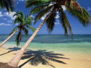 обои Кокосовые пальмы склонились к океану фото