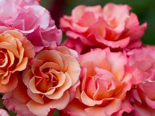 обои Букет прекрасных розовых роз фото