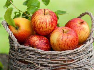 обои Спелые яблоки в плетеном лукошке фото