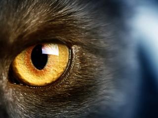 обои Золотой глаз серой кошки фото