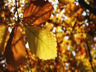 обои Осенние листья в солнечный день фото