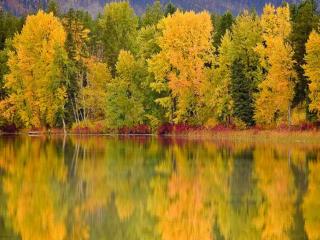 обои Салатовая осень на озере фото
