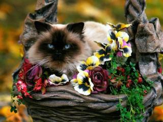 обои Кот,   чугун и цветы фото