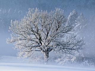 обои Зимнее деревце-невеста в мороз фото