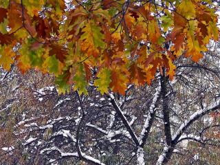 обои Первый снег осеннего утра и листья фото