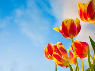 обои Пять тюльпанов на фоне неба фото
