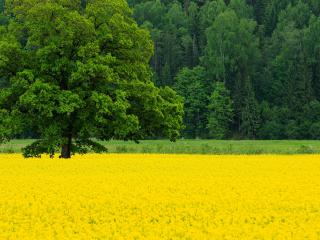 обои Поляна желтых цветов на окраине леса фото