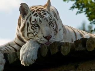 обои Белый тигр фото