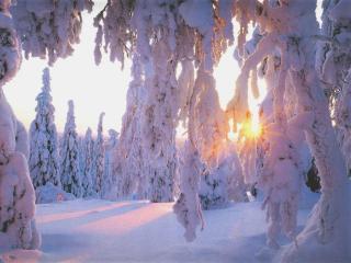 обои Зимние лучи в лесу фото