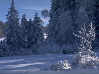 обои Снежное утро в лесу фото