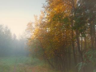 обои Туманные фантазии осеннего леса фото