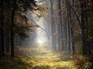 обои Туманный лес в начале ноября фото