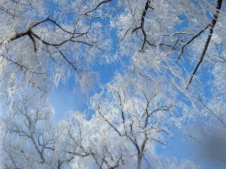 обои Кружева зимы на деревьях леса фото