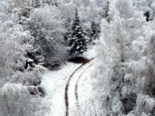 обои Снежная дорога в заснеженном лесу фото