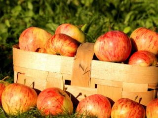 обои Крупные яблоки в плетенной корзине фото