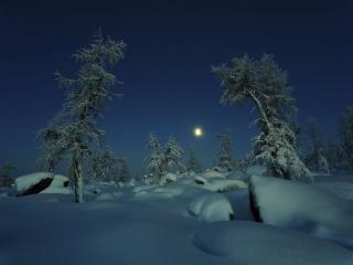 обои Зимний ночной пейзаж леса фото
