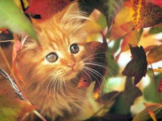 обои Котёнок среди осенних листьев фото