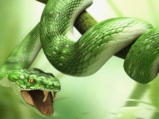 обои Зеленый змей фото