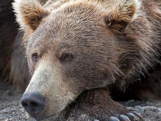 обои Портрет отдыхающего медведя фото