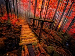 обои Яркий осенний лес фото