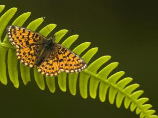обои Бабочка на листе папоротника фото