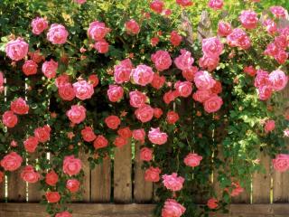 обои Рясный куст розы на заборе фото