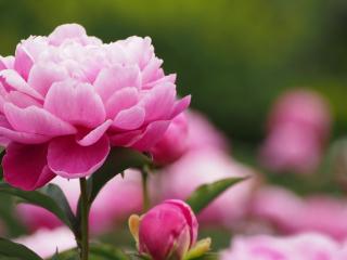 обои Нежный розовый распустившийся цветок фото