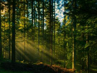 обои Хвойный лес в утренних лучах солнца фото