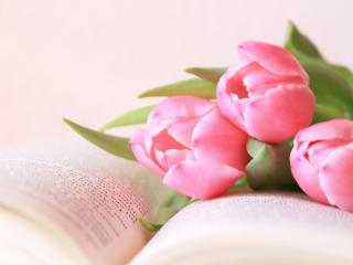 обои Три розовых тюльпана на книге фото