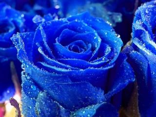 обои для рабочего стола: Синие розы в каплях воды