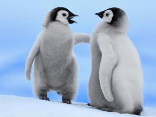 обои Разговор двух пингвинов фото