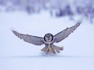 обои Преземление совы на снег фото