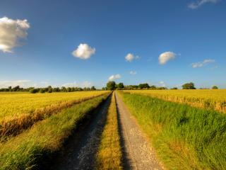обои Прямая дорога в зеленом поле фото
