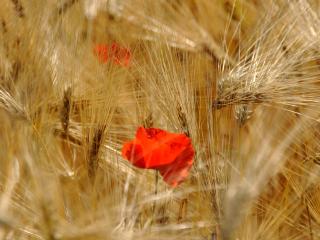 обои Красный мак в пшеничном поле фото