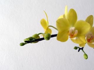 обои Распускающийся желтый цветок фото