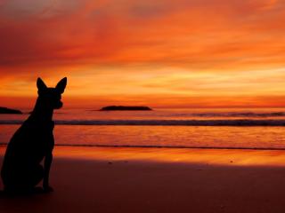 обои Собака на закате у моря фото