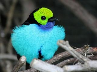 обои Птичка с разноцветным опереньем фото