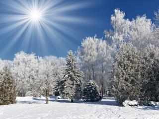 обои Зимний парк под слепящим солнцем фото
