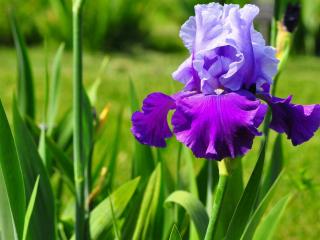 обои Нежный голубой цветок в поле фото