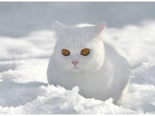 обои Брутальный белый кот на снегу фото