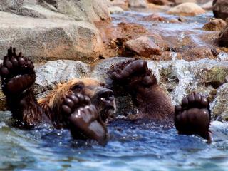 обои Медведь купается в ручье фото