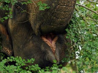 обои Слон в листве фото