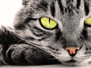 обои Зеленоглазая серая кошка фото