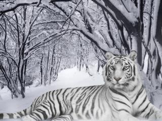 обои Белый тигр под снежными ветвями фото