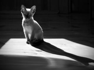 обои Лопоухий сиамский котенок фото