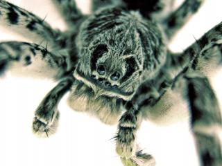 обои Мохнатый паук крупным планом фото